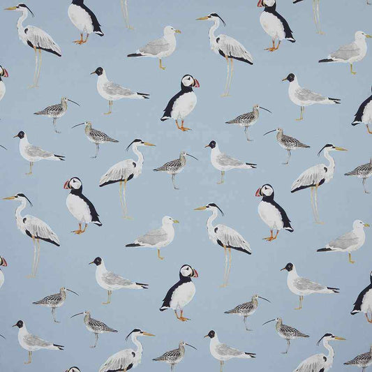 Seabirds Marine